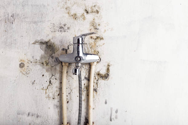 Best Basement Mold Remediation in Timonium, MD