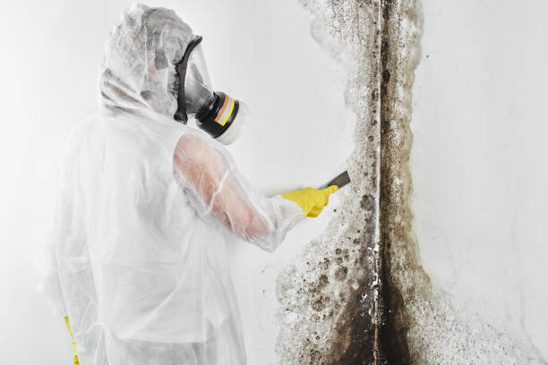 Professional Mold Remediation in Timonium, MD