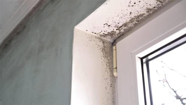 Best Residential Mold Remediation in Timonium, MD