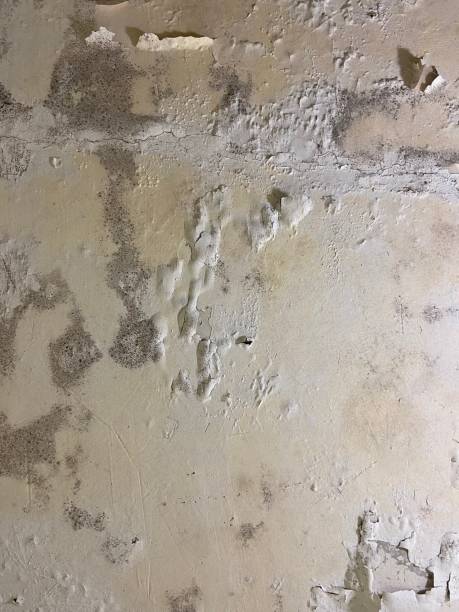 Best Preventive Mold Services in Timonium, MD