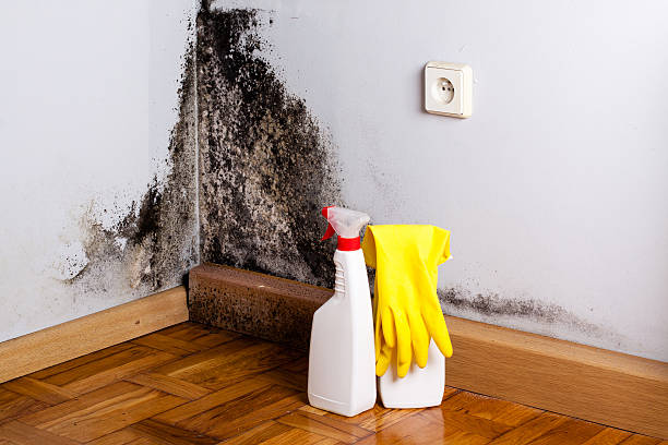 Best Residential Mold Remediation in Timonium, MD