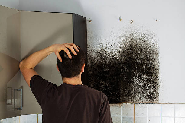 Best White Mold Remediation in Timonium, MD