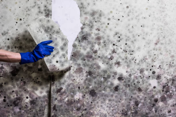 Best Mold Remediation for Schools in Timonium, MD