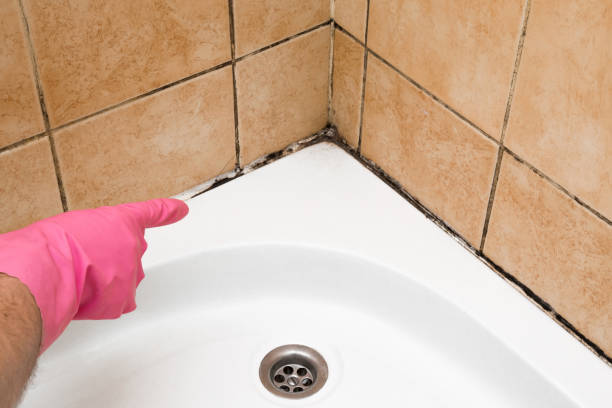 Best Mold Testing and Inspection Services in Timonium, MD