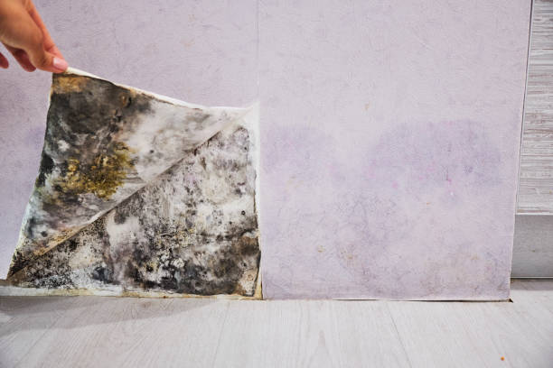 Best Mold Testing and Inspection Services in Timonium, MD